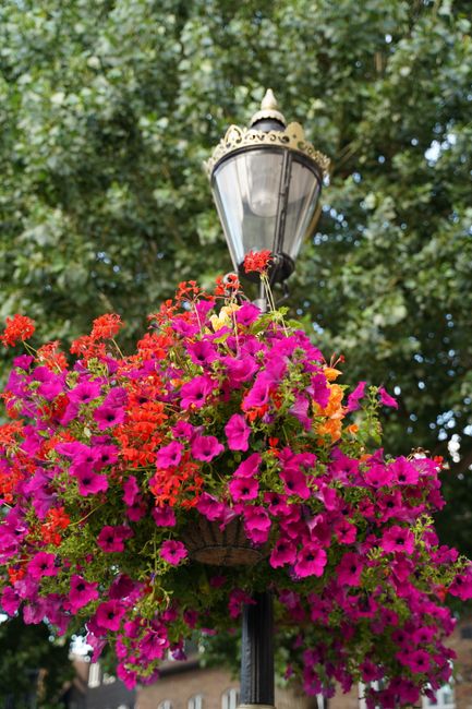 A decorative street lamp topped with a hanging floral basket filled with vibrant pink and red petunias, along with some orange flowers, creating a colorful and lively display. The flowers are lush and
