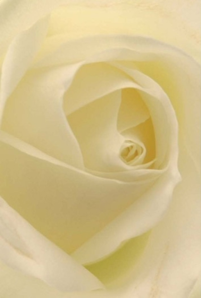 Peering closely at this pristine white rose, you become absorbed by the interplay of gentle light and layered petals-a portrait of tranquility that echoes throughout Kennington's peaceful parks and leafy streets. Each creamy white, nearly translucent petal bends softly around the spiraled heart, melding shadow and sunlight with an effortless sophistication. The bloom exudes an air of quiet resilience; its perfection recalls the thoughtful precision seen in Kennington's admired gardens. The natural gradation of whites and ivories, set aglow as though lit from within, suggests both unspoken purity and hope-ideal for life's heartfelt milestones. Whether as an elegant wedding centrepiece in a Kennington hall or a sincere apology offered to a friend on St. Agnes Place, this rose stands apart. Every nuance-the soft lamplight, the feathery curves, the balance of strength and fragility-contributes to its extraordinary beauty. To receive such a flower in Kennington is to be reminded that true craftsmanship and a caring touch can bring serenity and grace to any special occasion.